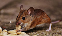 24 Hour & Emergency Exterminators in Jenkinjones, WV